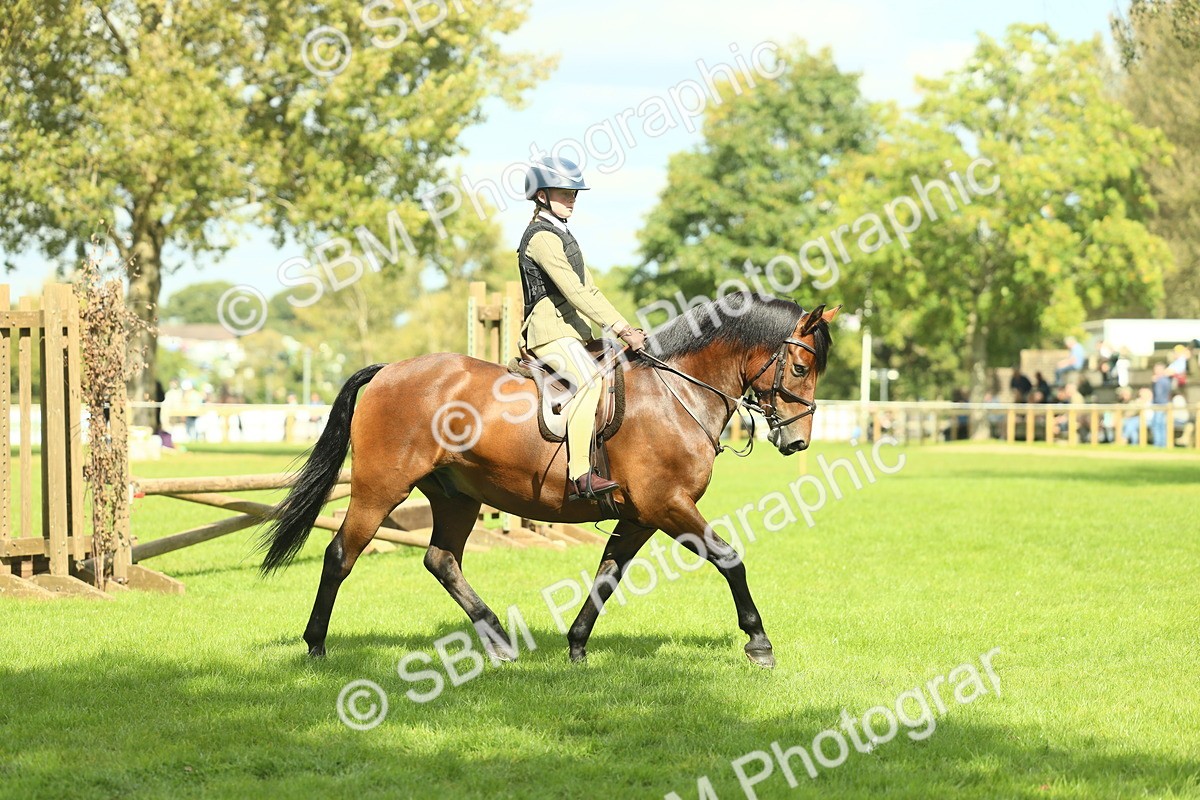 SBM_42977 - S30 - M&M Working hunter Pony