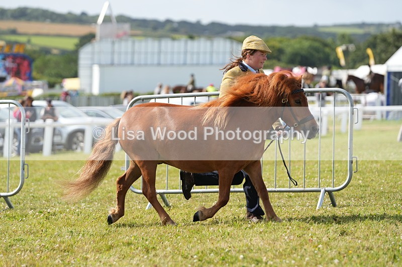 DSC05214 - Class 49: NPS Shetland 4 years and over