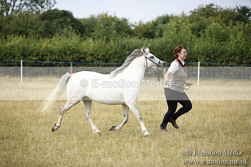 _C7A9217 - BVRC Sow 2018 Ring 2