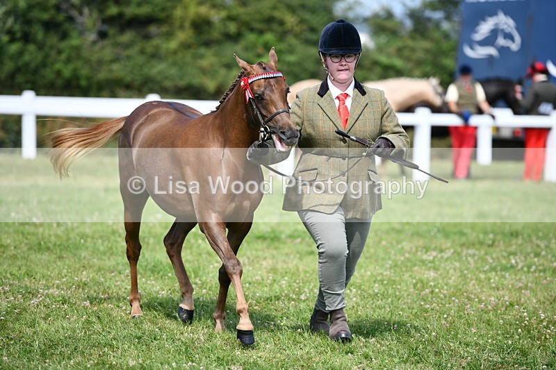 DSC_8332 - Class 68: Part Bred In Hand M & M