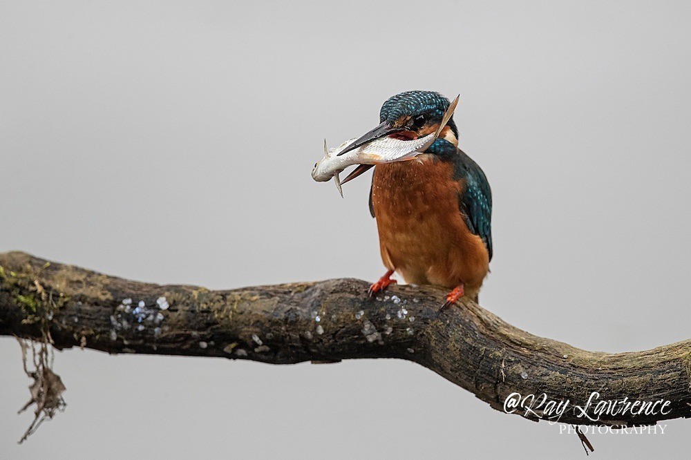 Kingfisher Alcedo Atthis041 - Kingfishers