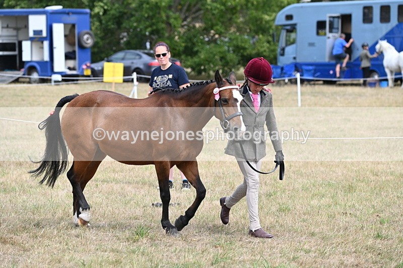 WJ6_5888 - Class 19 In-hand Veterans (Uploaded correct folder)