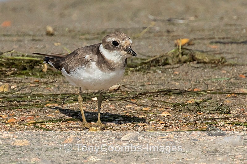 Kentish Plover - Morocco