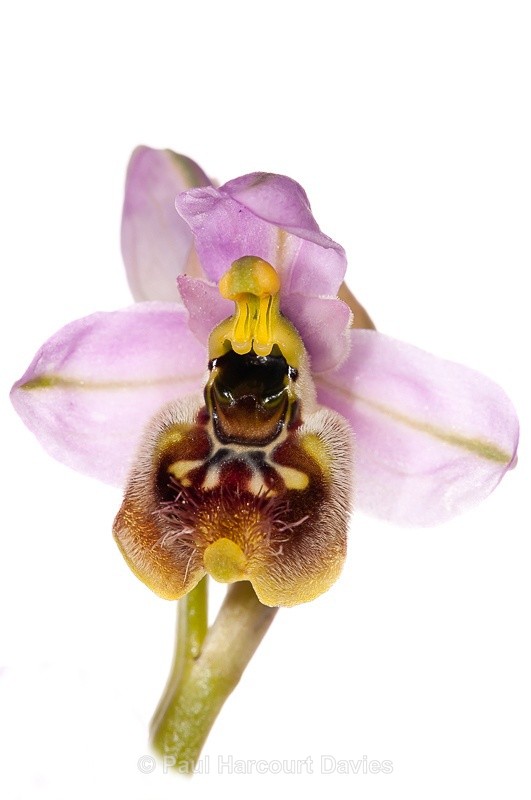  - WB: Orchids - Ophrys