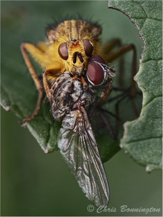 Dung fly with catch - Others