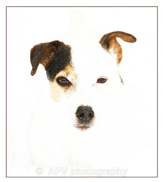  - Dogs'n'Cats