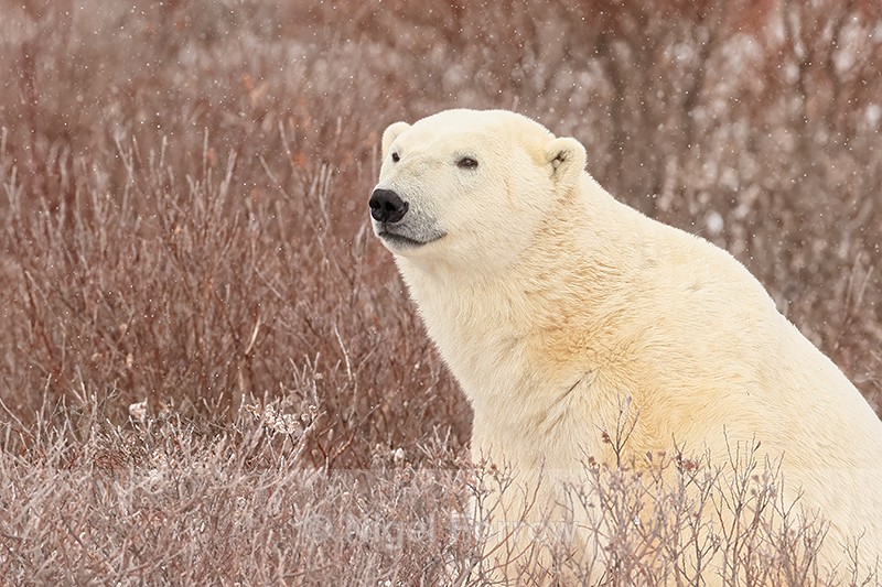 Polar Bear sitting in willow, Churchill, Canada - Polar Bear