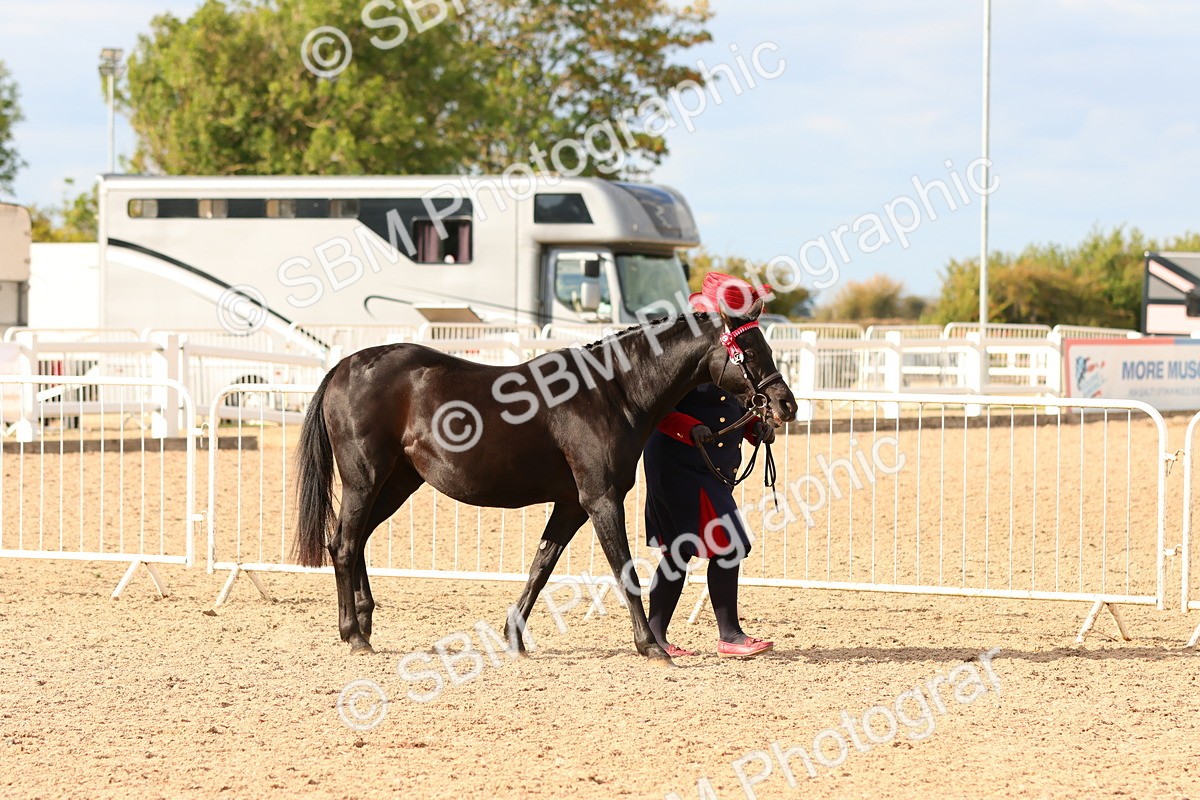 SBM_18317 - Class 318 - IH Part Bred Horse Pony