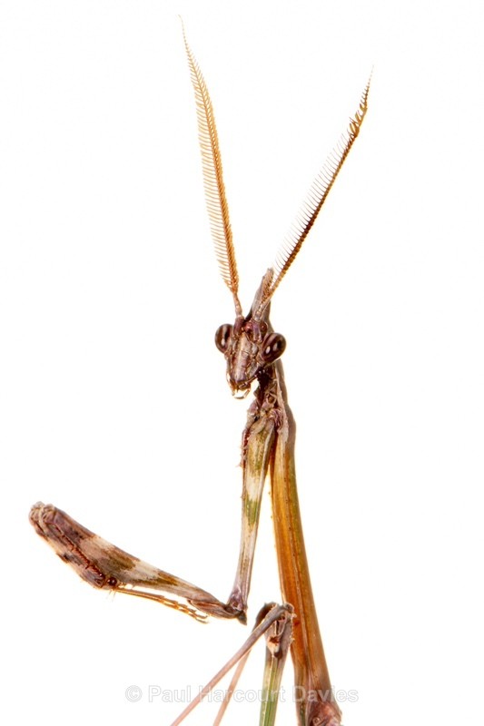 Conehead mantis (Empusa pennata) - Insects, Spiders and other Animals