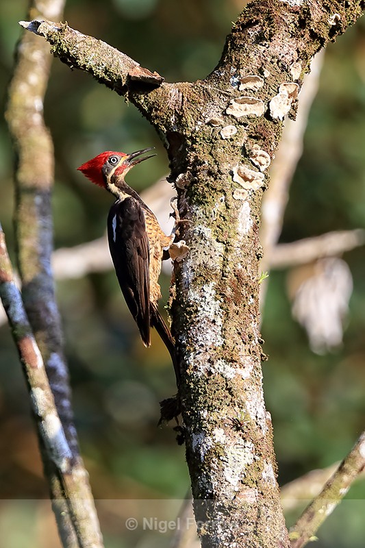 Lineated Woodpecker (male), open bill, Costa Rica - Lineated Woodpecker