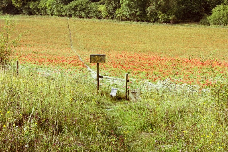 Orchid Cut - A Rural Landscape