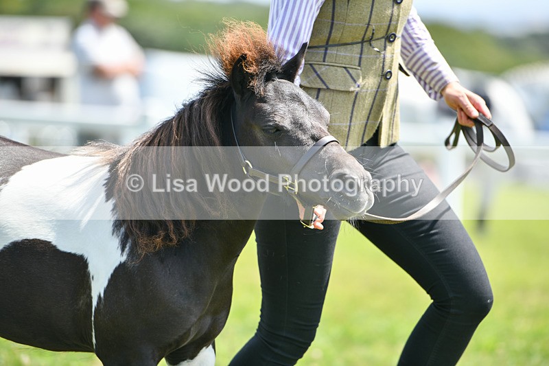 DSC_7391 - Class 62: Coloured Pony Youngstock