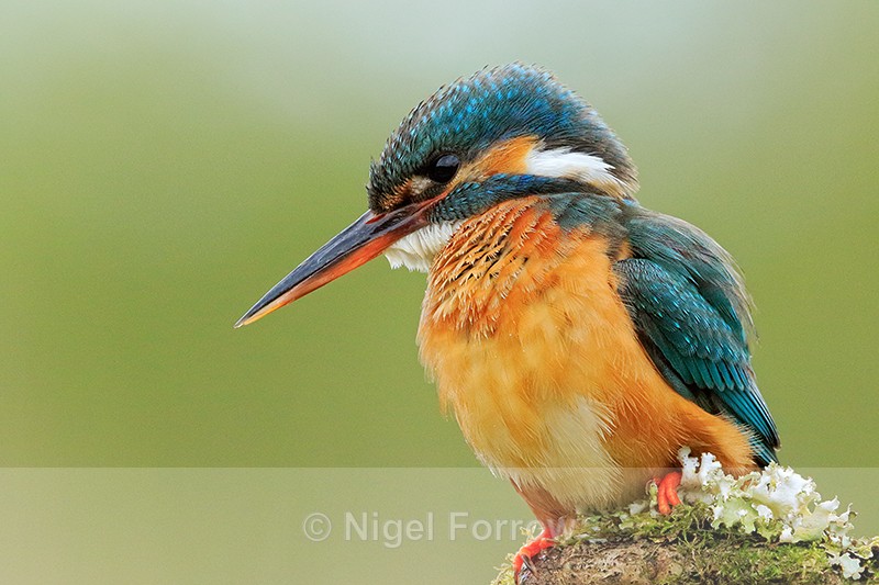 Kingfisher (female) perched, Scotland - Kingfisher