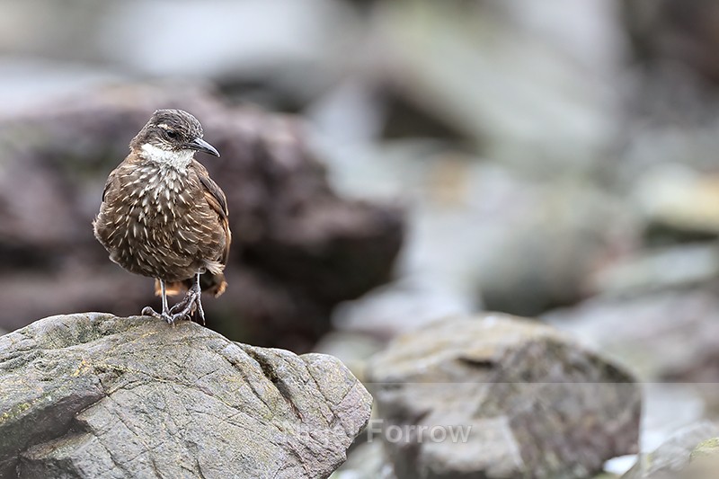 Seaside Cinclodes front view, Chile - Seaside Cinclodes