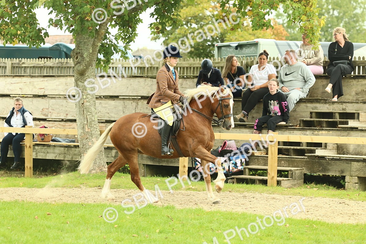 SBM_72077 - S60 - Mountain & Moorland Ridden Large Breeds
