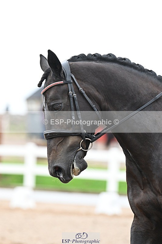 250907-124738-08443 - 005-Jessica.AllenHendrewen.Desert.Lady