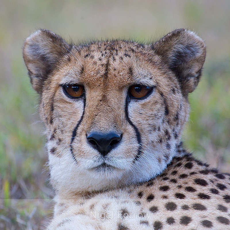 Cheetah close-up - Cheetah
