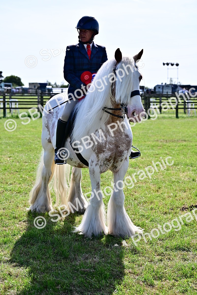SBM_09496 - Class 63-65 - Traditional Gypsy Cobs In Hand & Ridden