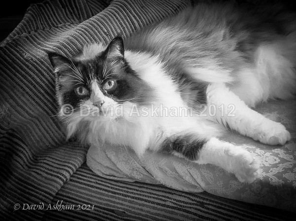 Wary - Leica Digilux 2