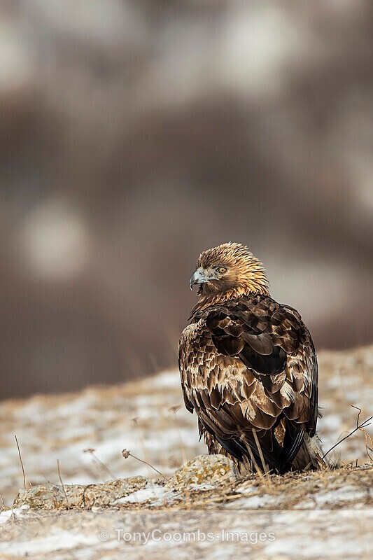 Golden Eagle m  1901-17664 - The Mountains