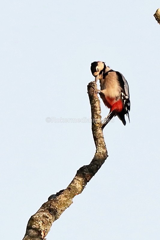  - Wildlife