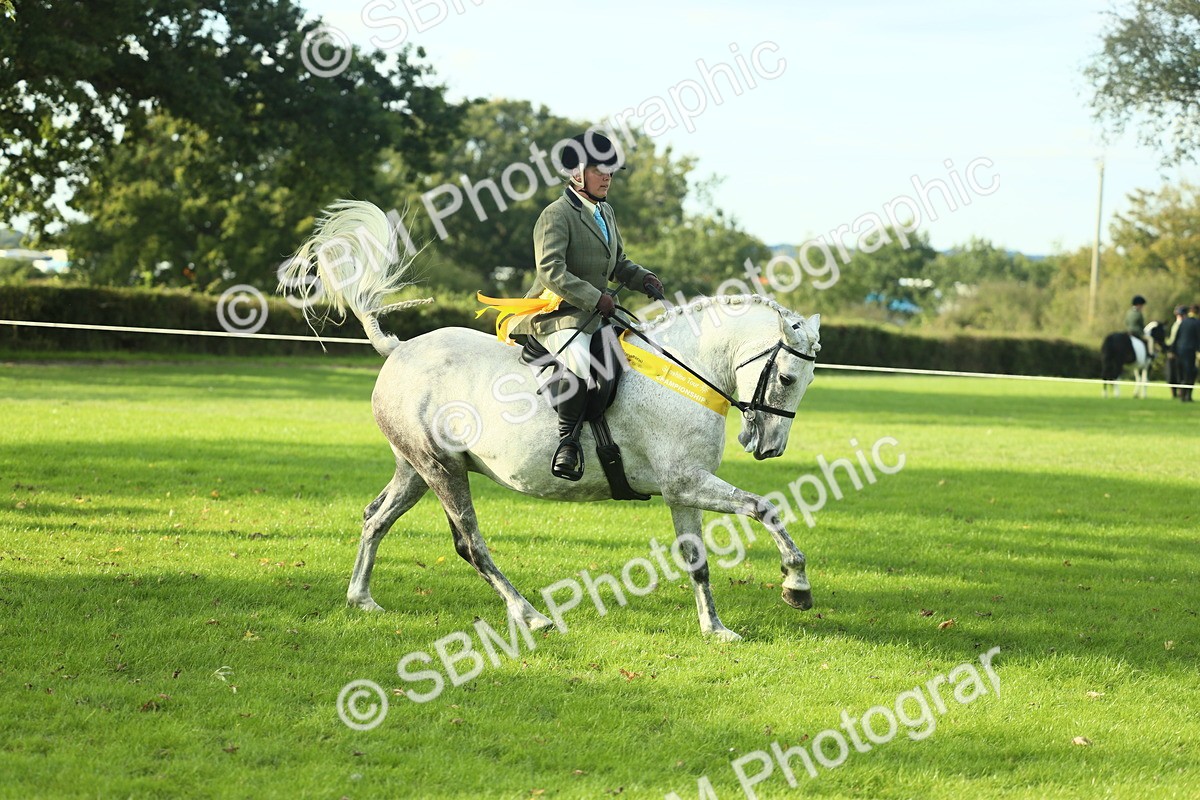 SBM_52272 - Working Hunter Supreme Championship