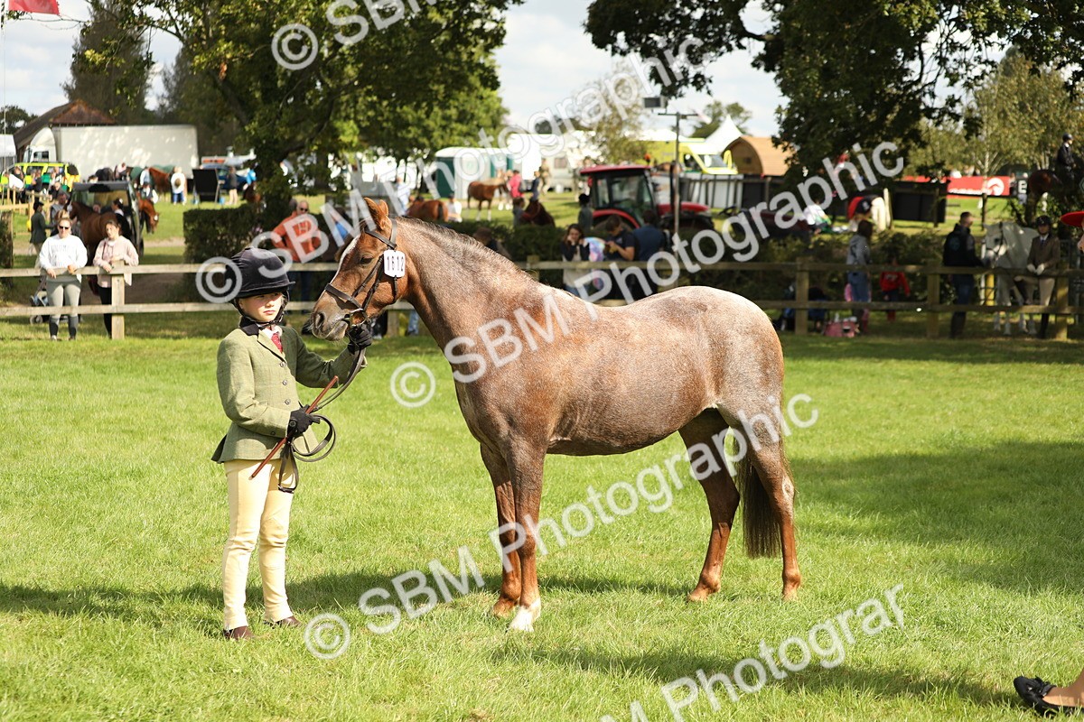 SBM_62816 - S46 - Mountain & Moorland In Hand Small Breeds