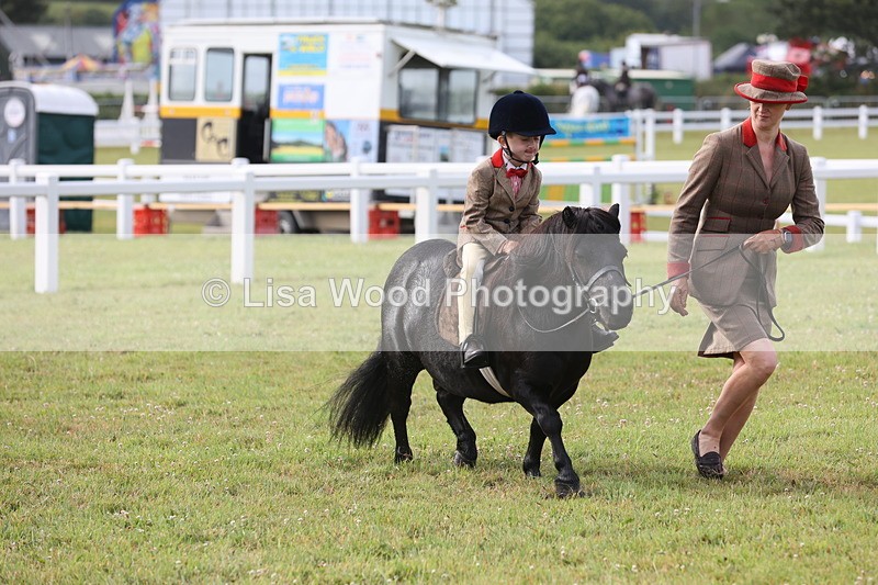 JPP_0404 - Class 14: Cornish Combination Leading Rein
