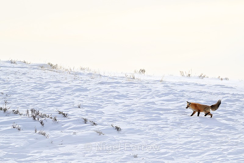 Red Fox detects prey, Yellowstone National Park - Red Fox