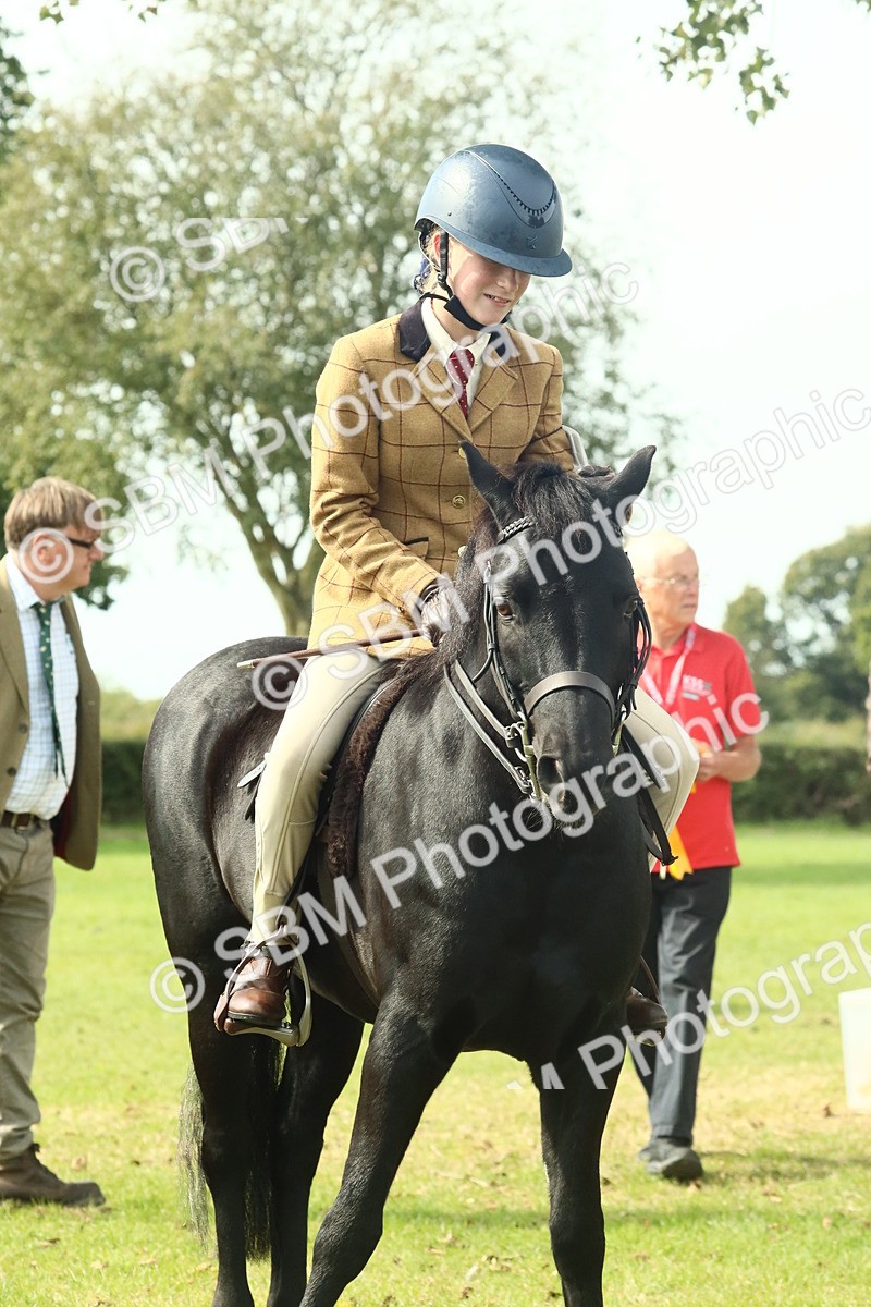 SBM_66731 - S34 - Rehabilitated Rescue Horse & Pony In Hand & Ridden