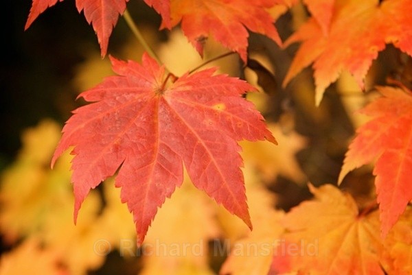  - Autumn