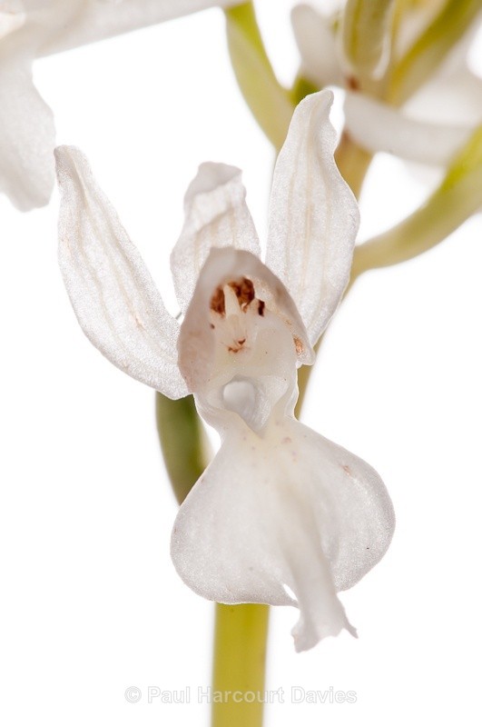  - WB: Orchids - Orchis