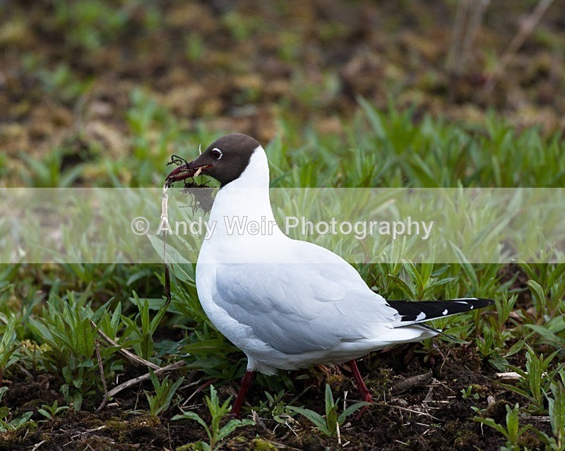20100501-WE 006 - Gulls