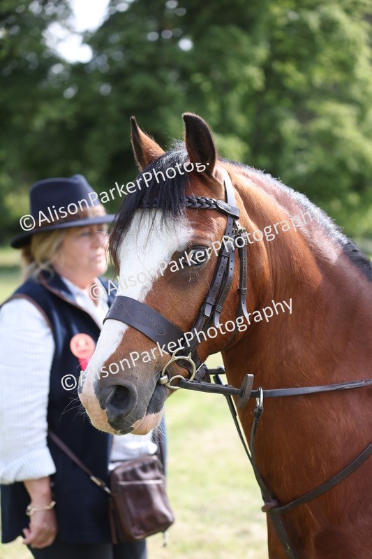 20260614-0471 - Class 20 - Beginners Working Hunter Pony