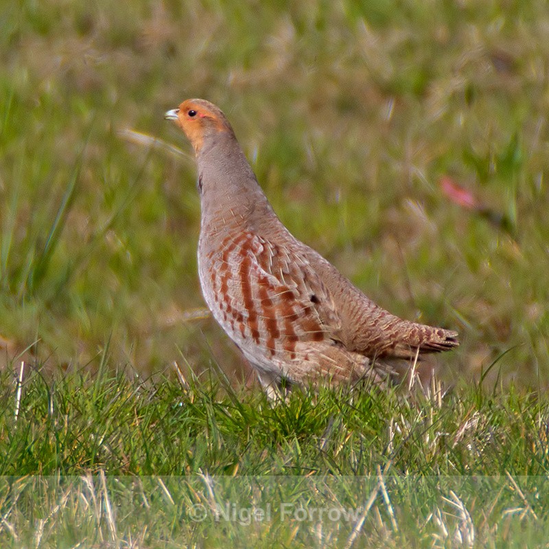 Grey Partridge - Grey Partridge
