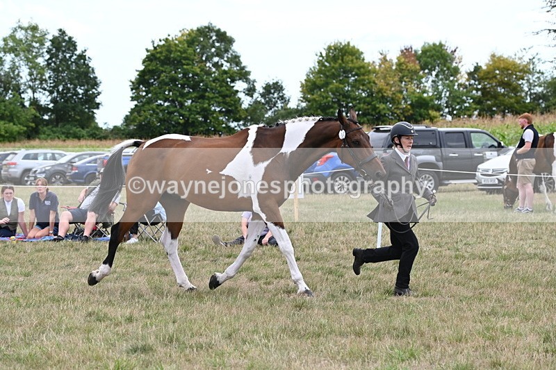 WJ6_6079 - Class 19 In-hand Veterans (Uploaded correct folder)