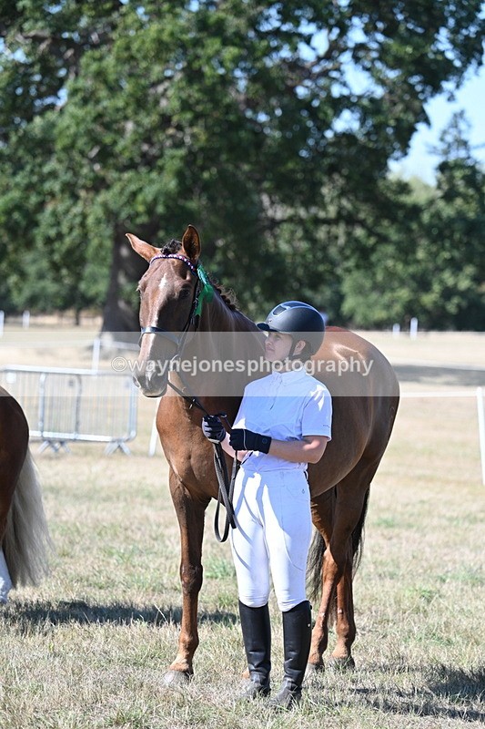 WJ7_1703 - Class 42 Most Handsome Gelding