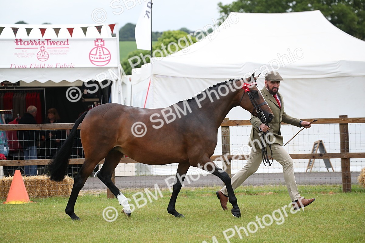 SBM_00121 - Class 17-20 - Arab & Part Bred - Anglo Arab In Hand