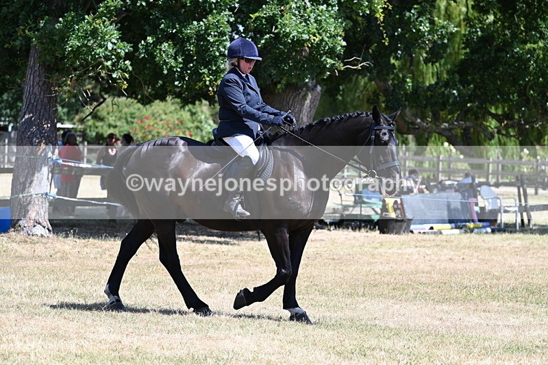 WJ7_2844 - Class 7 Riding Club Show Horse