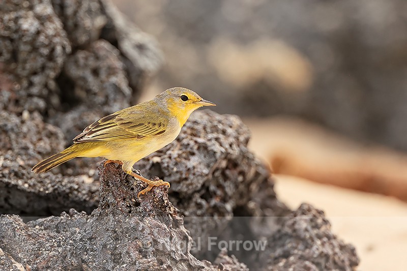 Yellow Warbler, San Cristobal, Galapagos - Yellow Warbler