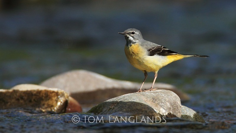 Grey Wagtail - All Other Birds