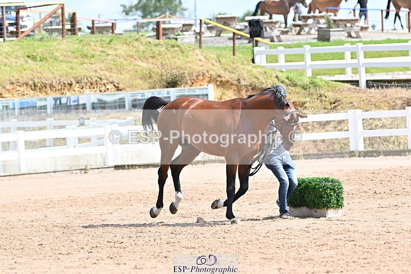 240717A-153007-02846 - Trot Up 3pm to 4pm