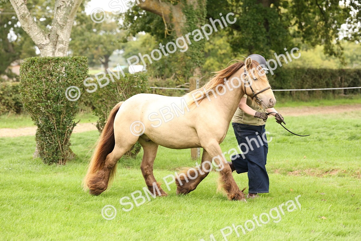 SBM_59292 - S57 - Traditional Cob In Hand