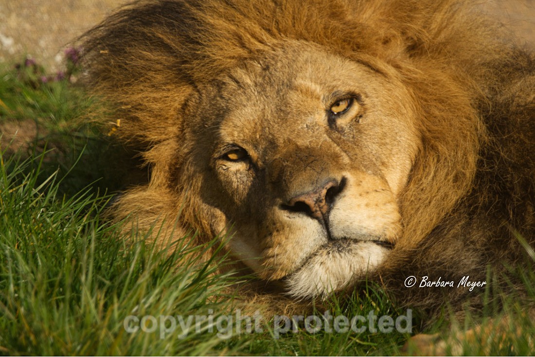 African Lion - Bailey - Big Cats