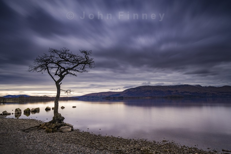 Loch Lomond, Milarrochy Bay tree, Scottish Highlands - Scotland (New images).