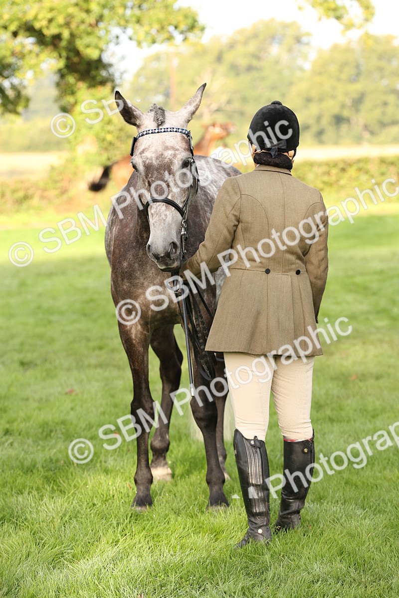 SBM_54964 - S52 - Riding Horse & Hack & thoroughbred In Hand