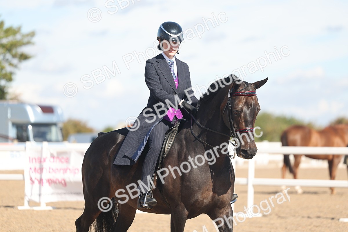 SBM_13137 - Class 305 - Ridden Foreign Breed Pure Bred