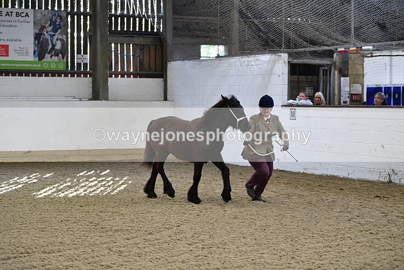 WJ5_3520 - Class 1 Youngstock