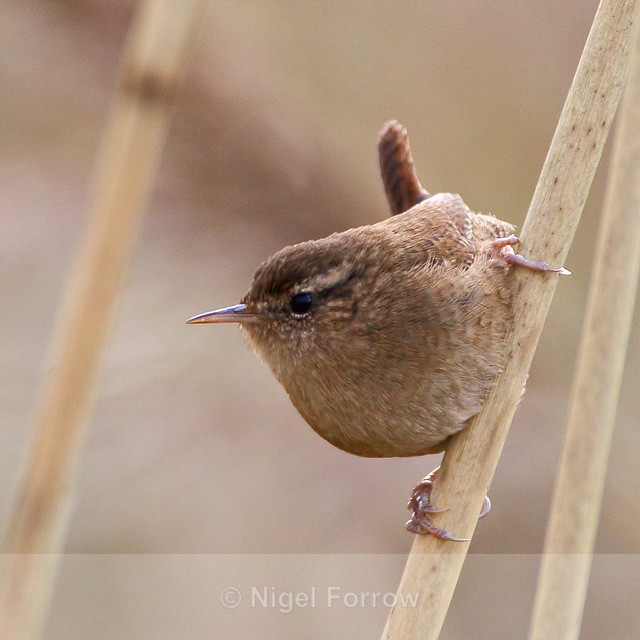 Wren perched on a reed stem at Otmoor - Wren