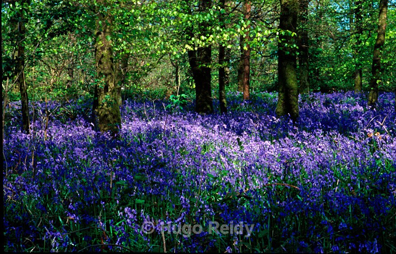  - Bluebells
